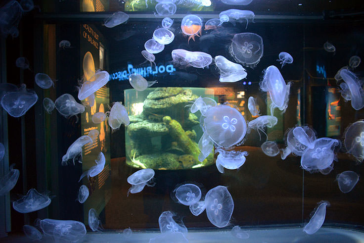 Southern Stingray (North Carolina Aquarium at Fort Fisher