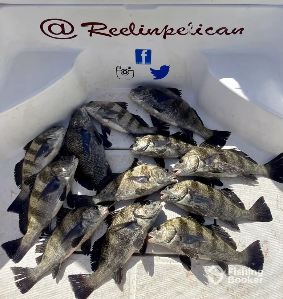 Reelin Pelican Fishing Charters charter image 2