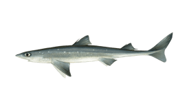 Dogfish