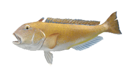 Tilefish